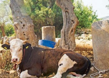 Πωλητήριο εκ νέου στα αρχαία Βαργύλια από τους Τούρκους ιδιοκτήτες τους! (φωτο, βίντεο)