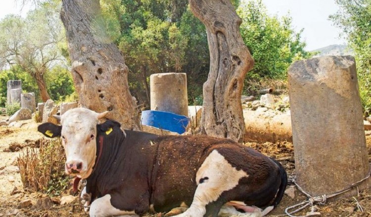 Πωλητήριο εκ νέου στα αρχαία Βαργύλια από τους Τούρκους ιδιοκτήτες τους! (φωτο, βίντεο)