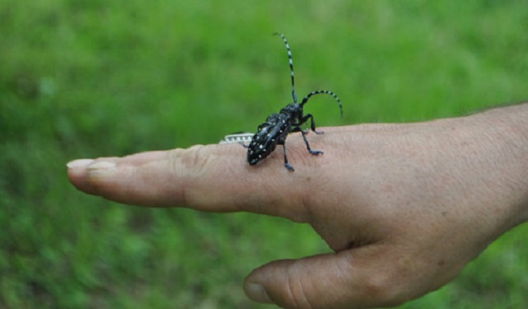 Ο «δράκουλας» απειλεί τα λεφτοκάρυα στον Πόντο (βίντεο)