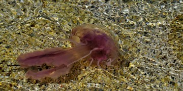 Σε ποιες παραλίες εμφανίζονται μέδουσες (χάρτης)