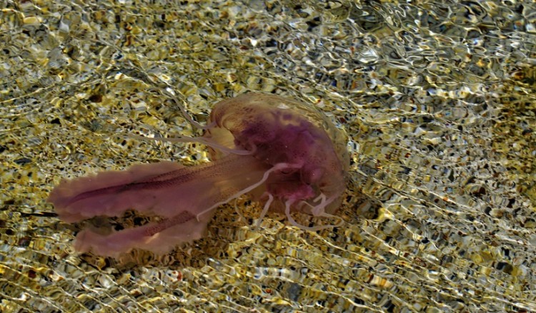 Σε ποιες παραλίες εμφανίζονται μέδουσες (χάρτης)