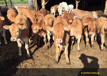 Βουκολικά: «Των Αγίων Αποστόλων πούλα...»