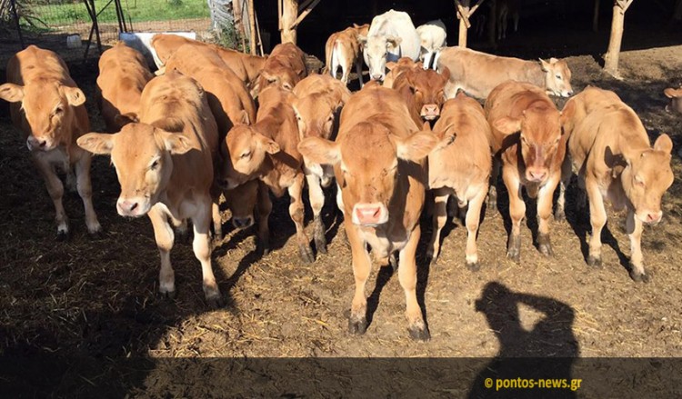 Βουκολικά: «Των Αγίων Αποστόλων πούλα...»