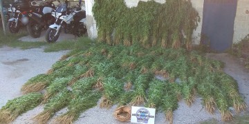 Καρδίτσα: Εντοπίστηκε φυτεία με πάνω από 10.500 δενδρύλλια κάνναβης