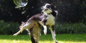 Το... facebook των σκύλων λειτουργεί, και μάλιστα στη Θεσσαλονίκη!