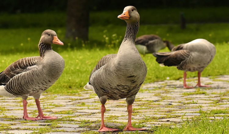 Οι χήνες του Καρς