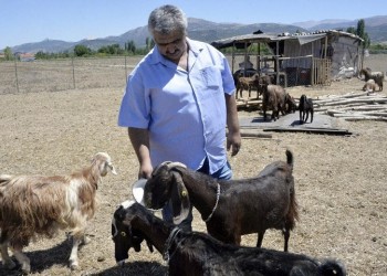 Τουρκική ομάδα πούλησε παίκτες για να πάρει... κατσίκες