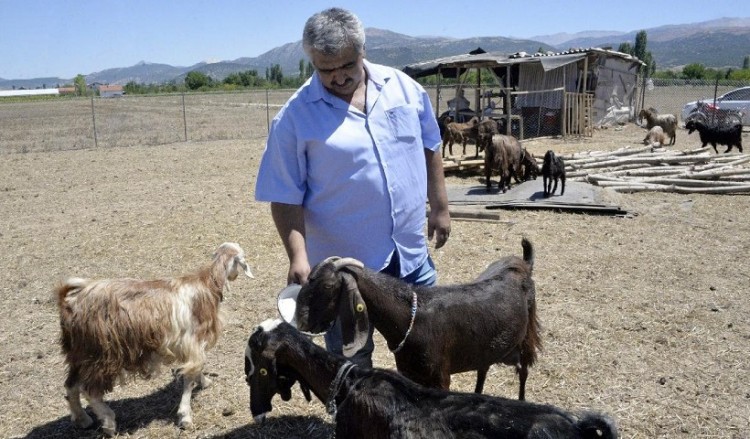 Τουρκική ομάδα πούλησε παίκτες για να πάρει... κατσίκες