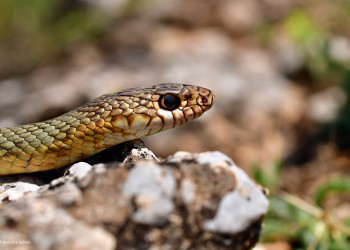 Φωτογραφίες άγριας φύσης δίπλα στη λίμνη της Καστοριάς