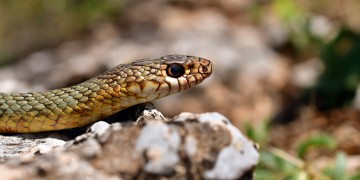 Φωτογραφίες άγριας φύσης δίπλα στη λίμνη της Καστοριάς