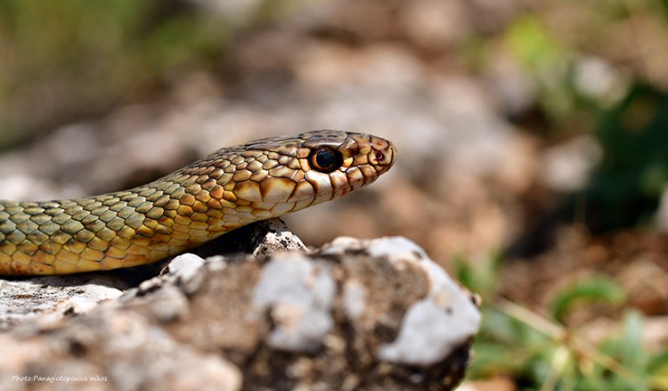 Φωτογραφίες άγριας φύσης δίπλα στη λίμνη της Καστοριάς