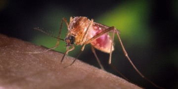 Ιός Δυτικού Νείλου: Νέο κρούσμα στην Κρήτη;