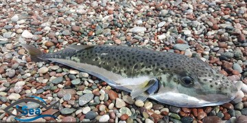 Τα ξενικά είδη - εισβολείς είναι η κύρια αιτία της πρόσφατης εξαφάνισης πολλών ζώων και φυτών