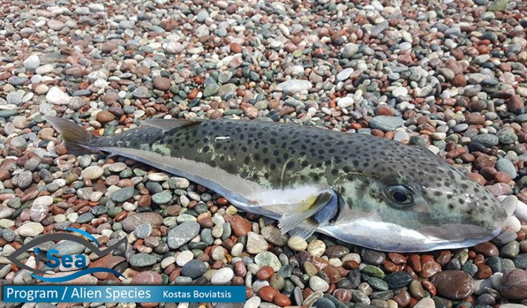 Τα ξενικά είδη - εισβολείς είναι η κύρια αιτία της πρόσφατης εξαφάνισης πολλών ζώων και φυτών