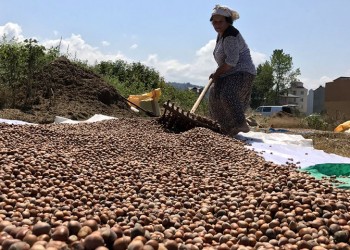 700 τόνους λεφτοκάρυα παρέσυρε η πλημμύρα στον Πόντο