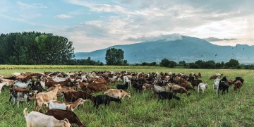 «Μενοίκιο»: Το κατσικίσιο γάλα από τη Δράμα που ανοίγει τα φτερά του στις αγορές του κόσμου