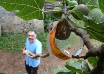 Φοβερός Πόντιος στα Κοτύωρα – Δείτε πώς κόβει τα σύκα