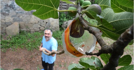 Φοβερός Πόντιος στα Κοτύωρα – Δείτε πώς κόβει τα σύκα