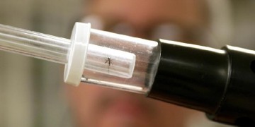 Ιός Δυτικού Νείλου: Στα 202 τα κρούσματα, ανησυχία από τον ΙΣΑ