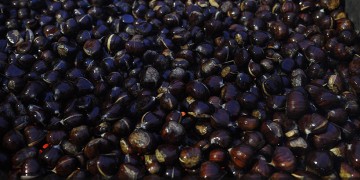 Έντονο ενδιαφέρον για το ελληνικό κάστανο στο εξωτερικό