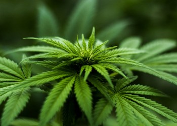 Δόθηκε η πρώτη άδεια καλλιέργειας ιατρικής κάνναβης στην Ελλάδα