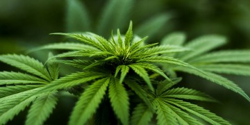 Δόθηκε η πρώτη άδεια καλλιέργειας ιατρικής κάνναβης στην Ελλάδα