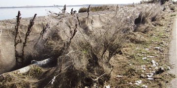 Ξάνθη: Ιστός αράχνης κατάπιε 1 χλμ. από την ακτή της Βιστωνίδας! (βίντεο)