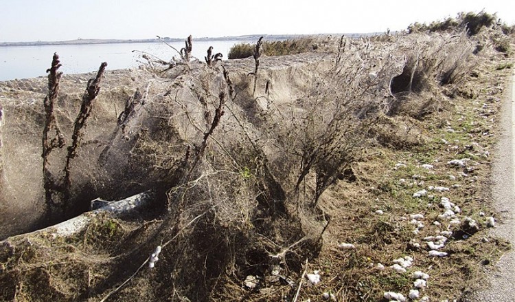 Ξάνθη: Ιστός αράχνης κατάπιε 1 χλμ. από την ακτή της Βιστωνίδας! (βίντεο)