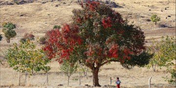 Κουρδιστάν: Φθινόπωρο μεθυσμένο από τα χρώματα (φωτο)