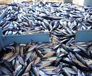 Απίστευτη αφθονία παλαμίδας στον Πόντο (βίντεο)