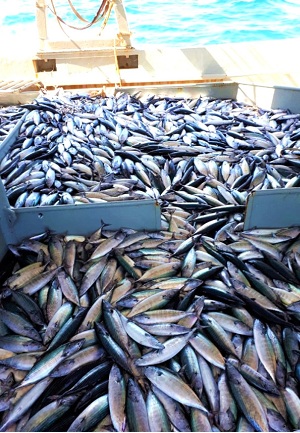 Απίστευτη αφθονία παλαμίδας στον Πόντο (βίντεο)