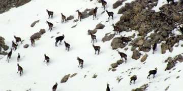 Τα αγραίγιδα του Ντερσίμ