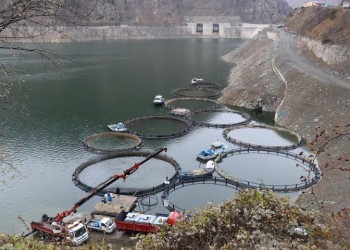 Άρδασσα Πόντου: Εξαγωγή ψαριών σε δεκάδες χώρες