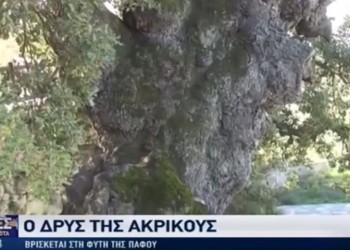 Πού βρίσκεται η αρχαιότερη δρυς της Κύπρου