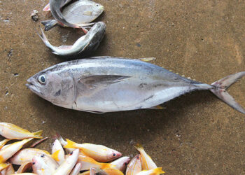 (Φωτ. αρχείου: Peter van der Sluijs / commons.wikimedia.org)