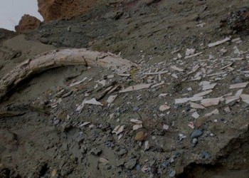 Κοζάνη: Εντοπίστηκε προϊστορικός χαυλιόδοντας στο ορυχείο Αμυνταίου της ΔΕΗ!