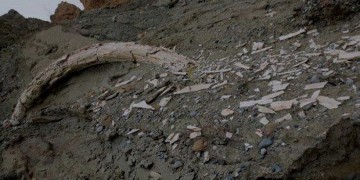 Κοζάνη: Εντοπίστηκε προϊστορικός χαυλιόδοντας στο ορυχείο Αμυνταίου της ΔΕΗ!