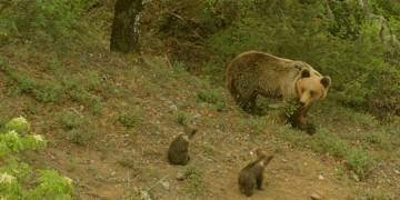 Κοζάνη: Βρέθηκε αρκούδα δηλητηριασμένη και ακρωτηριασμένη!