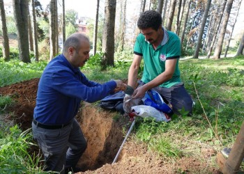 Ξεραίνονται τα έλατα στην έπαυλη Καπαγιαννίδη, στην Τραπεζούντα (βίντεο, φωτο) - Media Gallery
