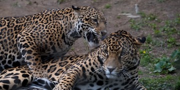 Θανατώθηκαν δύο τζάγκουαρ που δραπέτευσαν από το Αττικό Ζωολογικό Πάρκο