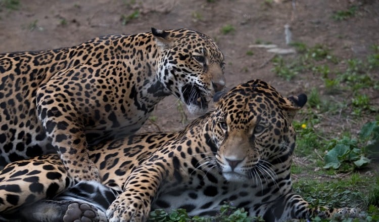 Θανατώθηκαν δύο τζάγκουαρ που δραπέτευσαν από το Αττικό Ζωολογικό Πάρκο