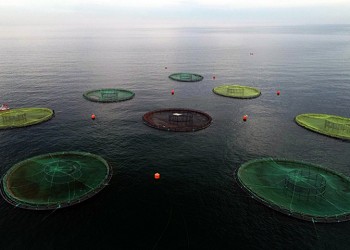 Ψάρια από τον Πόντο γίνονται σούσι στην Ιαπωνία!