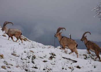 Κουρδιστάν: Τα αγραίγιδα του Μπαρζάν (φωτο)
