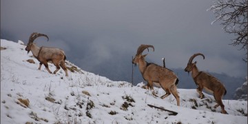 Κουρδιστάν: Τα αγραίγιδα του Μπαρζάν (φωτο)