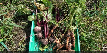 Το Μποστάνι της Κυψέλης – Η πρόταση που θα φέρει φρέσκα λαχανικά στο τραπέζι μας