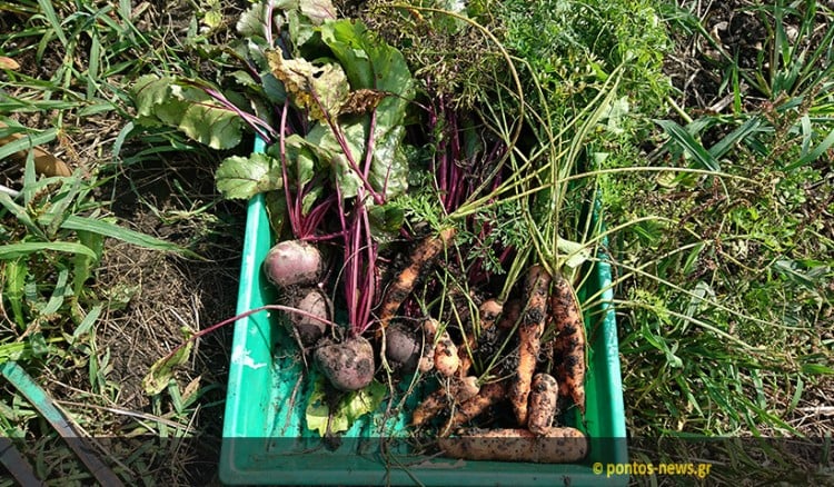 Το Μποστάνι της Κυψέλης – Η πρόταση που θα φέρει φρέσκα λαχανικά στο τραπέζι μας
