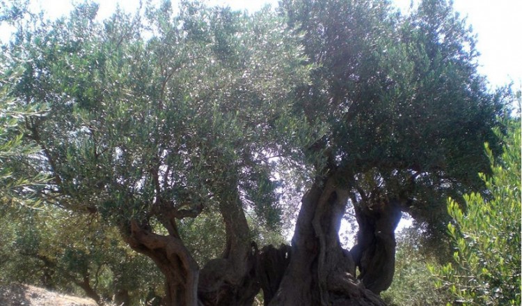 Δύο ελιές με ονόματα «Πόντος» και «Ελλάς» από την Εύξεινο Λέσχη Βέροιας