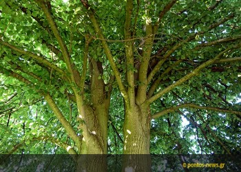 Φλαμουριά 500 ετών και βελανιδιά 300 ετών υποψήφιες για «Ευρωπαϊκό Δέντρο 2019»