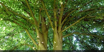 Φλαμουριά 500 ετών και βελανιδιά 300 ετών υποψήφιες για «Ευρωπαϊκό Δέντρο 2019»