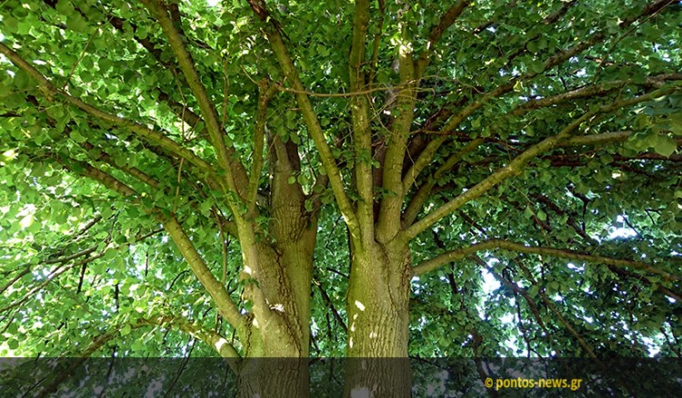 Φλαμουριά 500 ετών και βελανιδιά 300 ετών υποψήφιες για «Ευρωπαϊκό Δέντρο 2019»